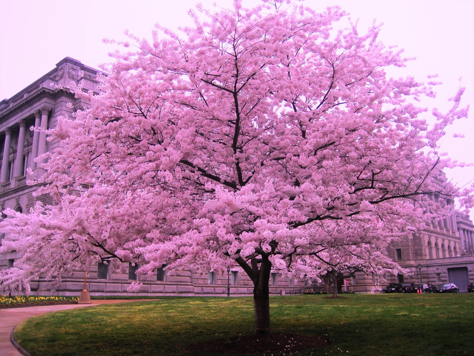 Cherry blossom tree in bloom